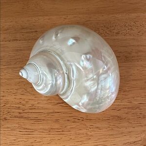 Polished Mother of Pearl Turbo Shell